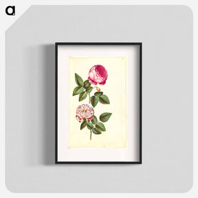 アートポスター-Rosa ×centifolia and Rosa gallica versicolor
 - マリア ジビーラ メーリアン Poster.