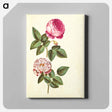 アートパネル-Rosa ×centifolia and Rosa gallica versicolor
 - マリア ジビーラ メーリアン Canvas.