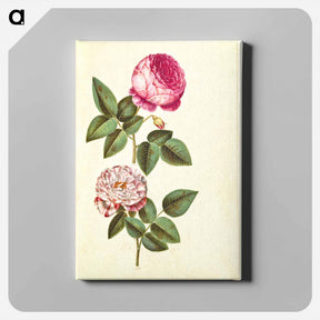 アートパネル-Rosa ×centifolia and Rosa gallica versicolor
 - マリア ジビーラ メーリアン Canvas.