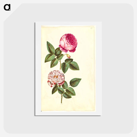 アートポストカード-Rosa ×centifolia and Rosa gallica versicolor
 - マリア ジビーラ メーリアン Postcard.