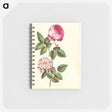 1-22_Maria-Sibylla-Merian_memo