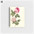 アートメモ帳-Rosa ×centifolia and Rosa gallica versicolor
 - マリア ジビーラ メーリアン Memo.