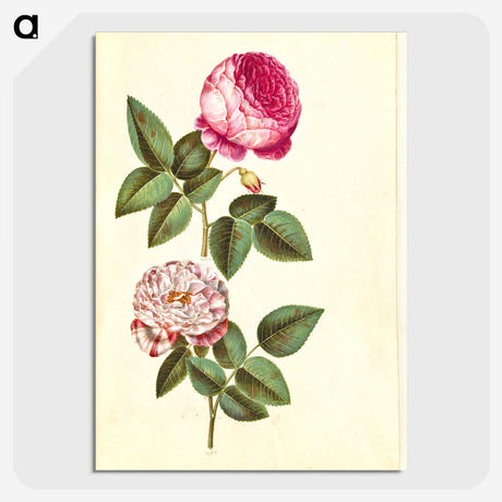 1-22_Maria-Sibylla-Merian_picture-crop