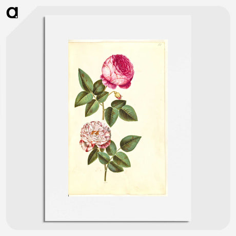 1-22_Maria-Sibylla-Merian_picture