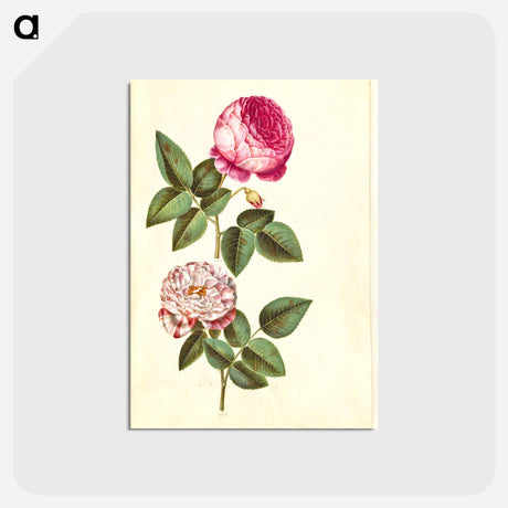 アートポストカード-Rosa ×centifolia and Rosa gallica versicolor
 - マリア ジビーラ メーリアン Postcard.