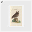 アートポストカード-Little Owl
 - マーク ケイツビー Postcard.