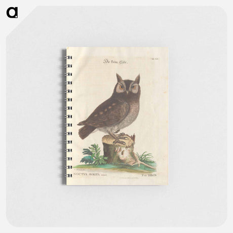 アートメモ帳-Little Owl
 - マーク ケイツビー Memo.