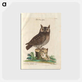 アートポストカード-Little Owl
 - マーク ケイツビー Postcard.