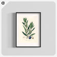 アートポスター-Olive Illustration
 - 薬用植物学 Poster.