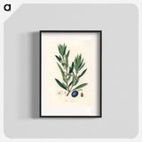 アートポスター-Olive Illustration
 - 薬用植物学 Poster.