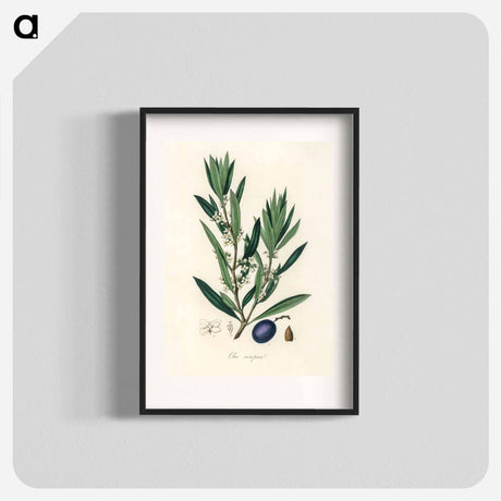 アートポスター-Olive Illustration
 - 薬用植物学 Poster.