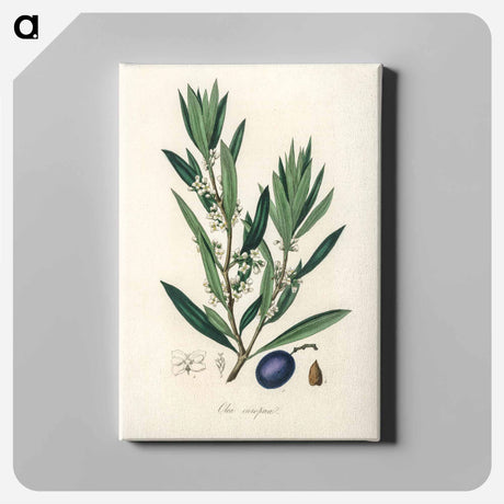 アートパネル-Olive Illustration
 - 薬用植物学 Canvas.