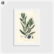1-22_Medical-Botany_hagaki