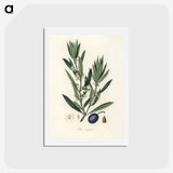 1-22_Medical-Botany_hagaki