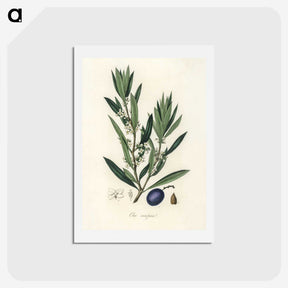 1-22_Medical-Botany_hagaki