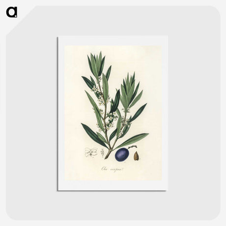 1-22_Medical-Botany_hagaki