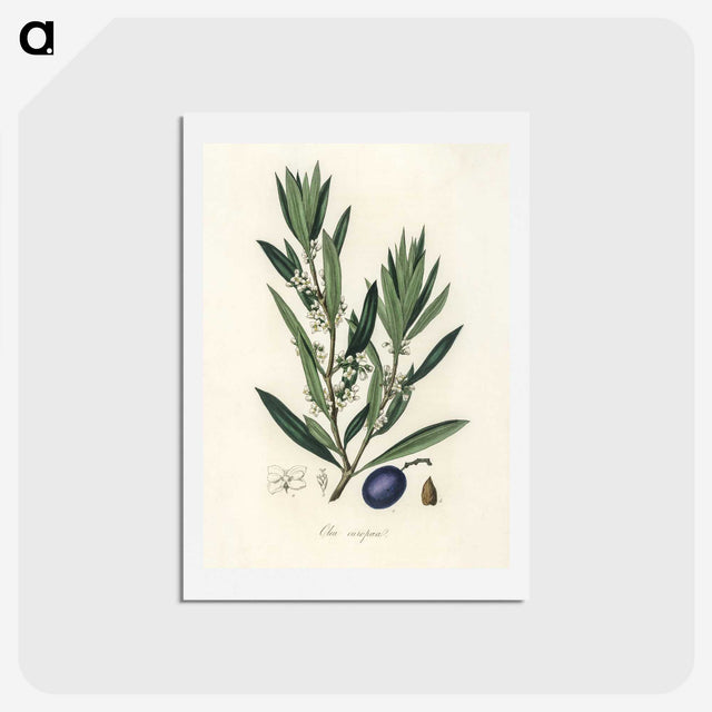 1-22_Medical-Botany_hagaki