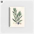 アートメモ帳-Olive Illustration
 - 薬用植物学 Memo.