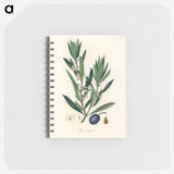 アートメモ帳-Olive Illustration
 - 薬用植物学 Memo.