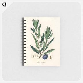 アートメモ帳-Olive Illustration
 - 薬用植物学 Memo.