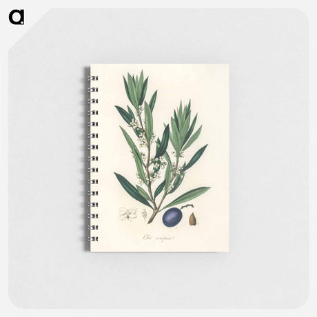 アートメモ帳-Olive Illustration
 - 薬用植物学 Memo.