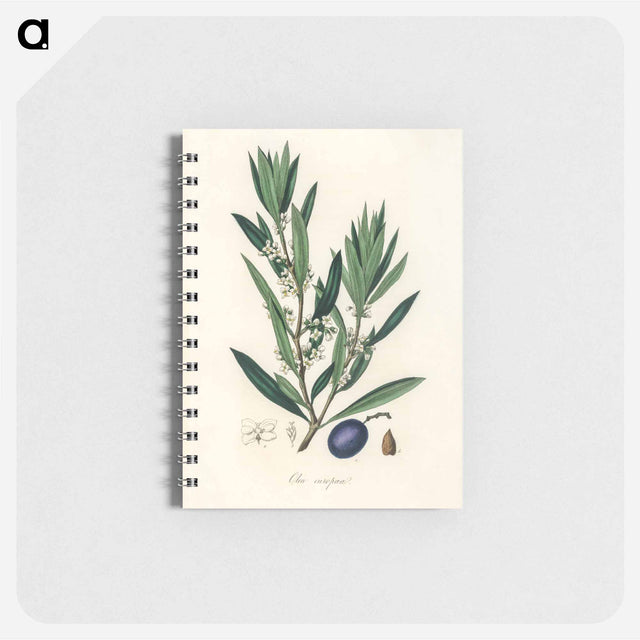 アートメモ帳-Olive Illustration
 - 薬用植物学 Memo.