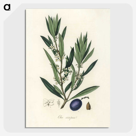 1-22_Medical-Botany_picture-crop