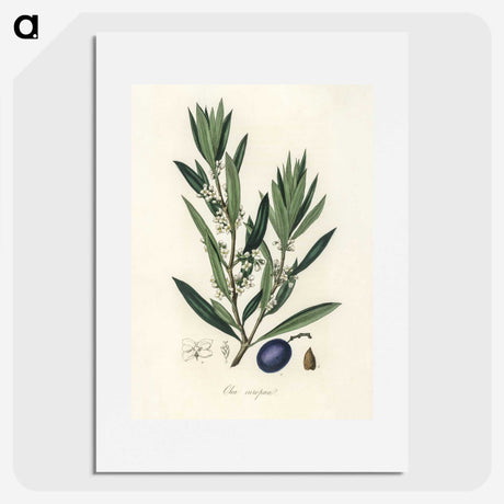 1-22_Medical-Botany_picture