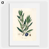 アートポスター-Olive Illustration
 - 薬用植物学 Poster.