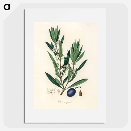 アートポスター-Olive Illustration
 - 薬用植物学 Poster.