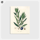 アートポストカード-Olive Illustration
 - 薬用植物学 Postcard.
