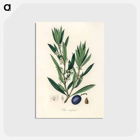 アートポストカード-Olive Illustration
 - 薬用植物学 Postcard.
