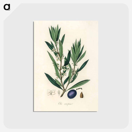 アートポストカード-Olive Illustration
 - 薬用植物学 Postcard.
