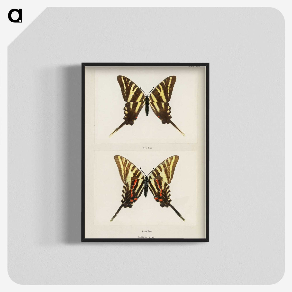 1-22_Moths-and-Butterflies-of-the-United-States_blk-crop