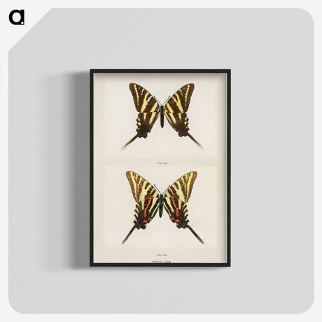 1-22_Moths-and-Butterflies-of-the-United-States_blk-crop
