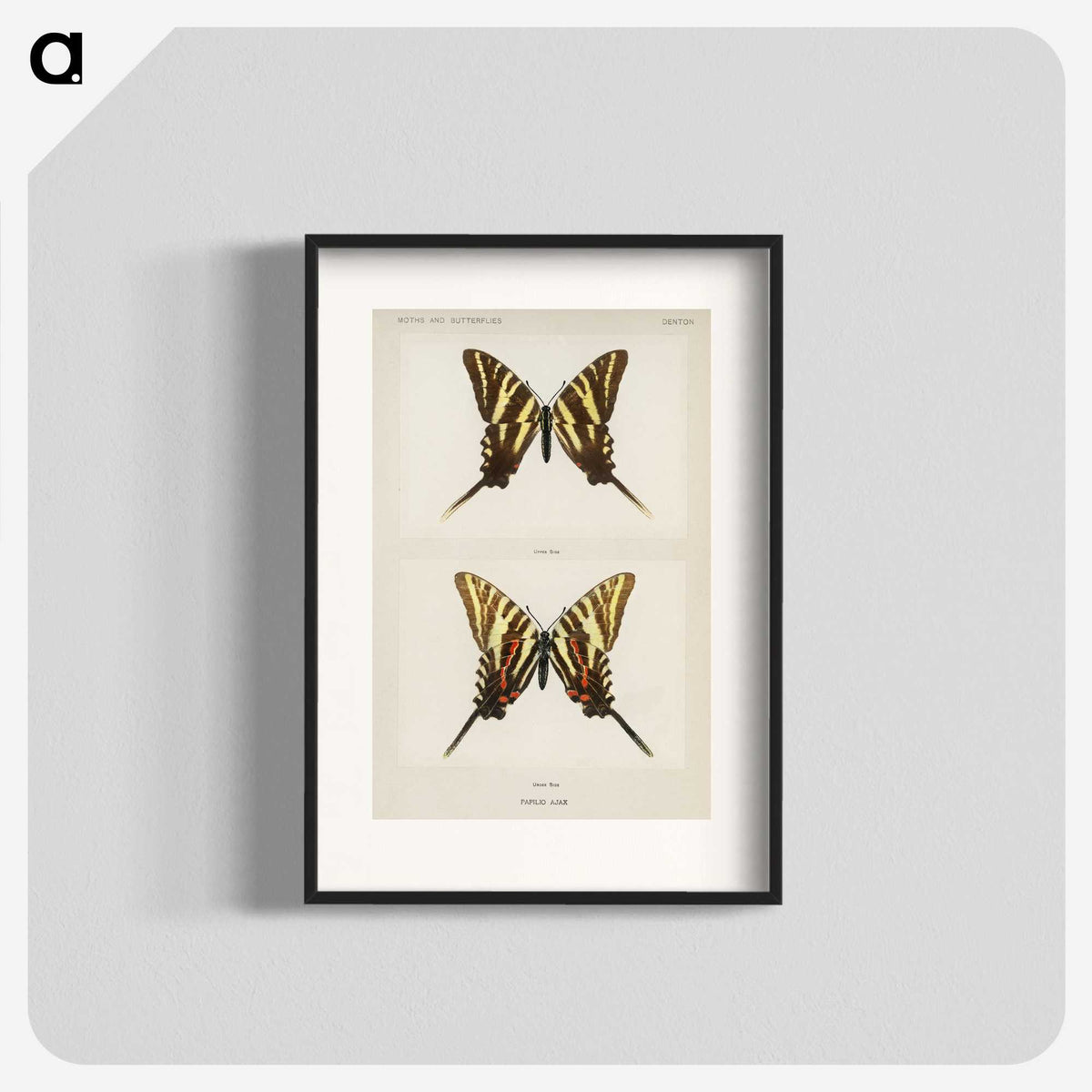 1-22_Moths-and-Butterflies-of-the-United-States_blk