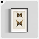 1-22_Moths-and-Butterflies-of-the-United-States_blk