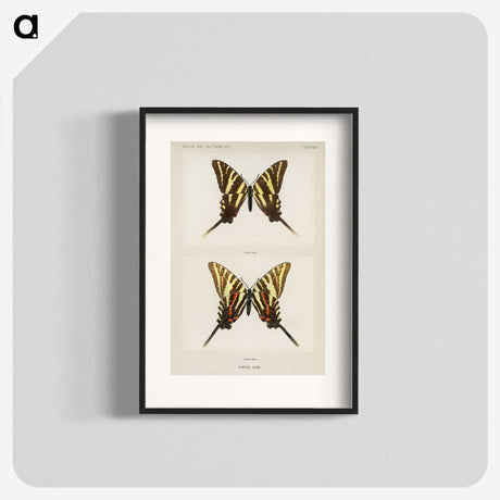 1-22_Moths-and-Butterflies-of-the-United-States_blk