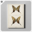 1-22_Moths-and-Butterflies-of-the-United-States_canvas