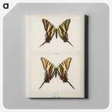 1-22_Moths-and-Butterflies-of-the-United-States_canvas