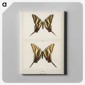 1-22_Moths-and-Butterflies-of-the-United-States_canvas
