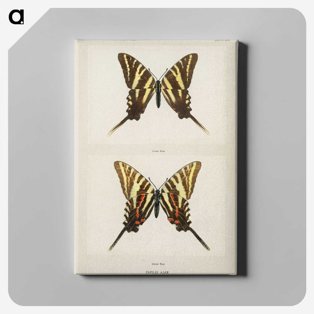1-22_Moths-and-Butterflies-of-the-United-States_canvas