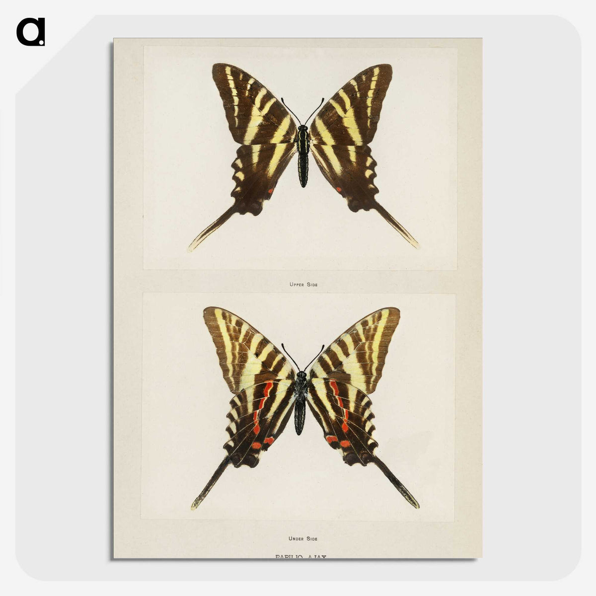1-22_Moths-and-Butterflies-of-the-United-States_picture-crop