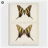 1-22_Moths-and-Butterflies-of-the-United-States_picture-crop