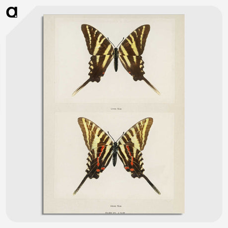1-22_Moths-and-Butterflies-of-the-United-States_picture-crop