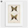 1-22_Moths-and-Butterflies-of-the-United-States_picture