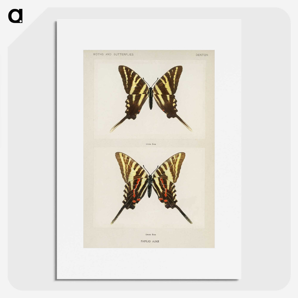 1-22_Moths-and-Butterflies-of-the-United-States_picture