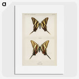 1-22_Moths-and-Butterflies-of-the-United-States_picture