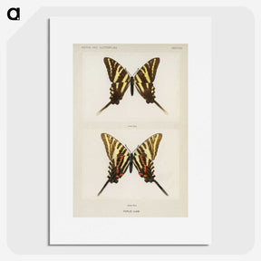 1-22_Moths-and-Butterflies-of-the-United-States_picture
