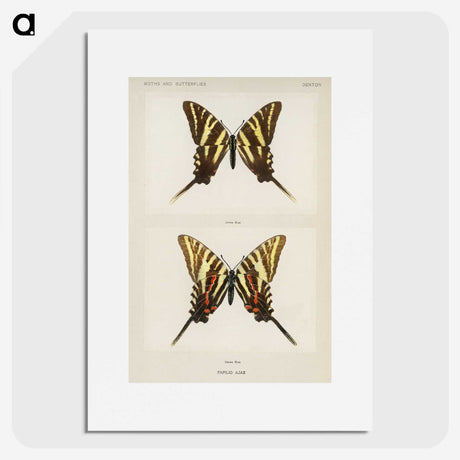 1-22_Moths-and-Butterflies-of-the-United-States_picture